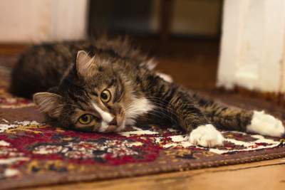 how-to-get-cat-litter-out-of-carpet