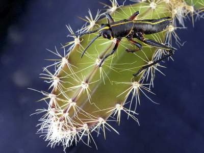 how-to-get-rid-of-cactus-bugs