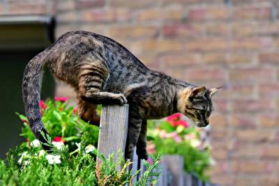 how-to-keep-your-cat-from-jumping-over-the-gate-or-fence