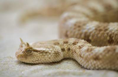 signs-of-snakes-in-house