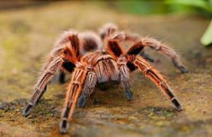 What-Can-I-Feed-My-Tarantula-Besides-Crickets