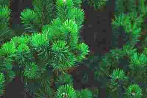 Will-Copper-Nails-Kill-A-Pine-Tree