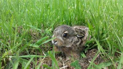 can-a-.22-pellet-gun-kill-a-rabbit