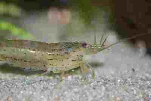 Can-Amano-Shrimp-Live-With-Goldfish