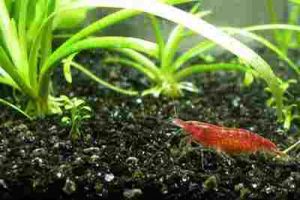 Can-Cherry-Shrimp-Live-With-Ghost-Shrimp