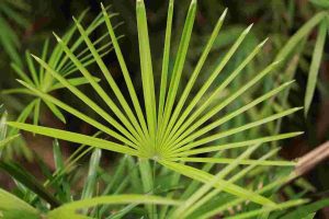 Will-Diesel-Kill-Palmettos