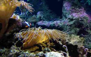 How-To-Control-Algae-Growth-In-Your-Aquarium-At-Home