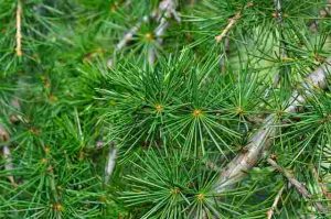 Will-Diesel-Kill-Cedar-Trees