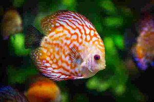 How-To-Set-Up-Fish-Only-Saltwater-Aquarium-At-Home
