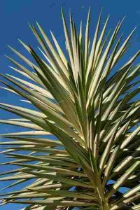 Will-Diesel-Kill-Yuccas