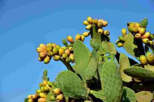 Will-Diesel-Kill-Prickly-Pear-Cactus
