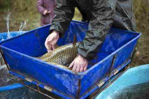How-To-Prevent-Fish-From-Jumping-Out-Of-The-Tank