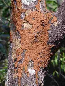 Will-Diesel-Fuel-Kill-Termites