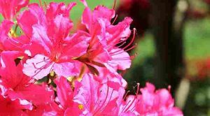 Can-Azaleas-Grow-In-Shade
