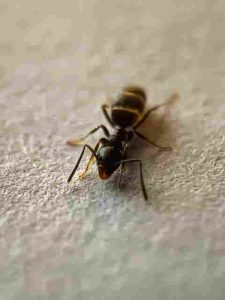 Will-Gasoline-Kill-Carpenter-Ants