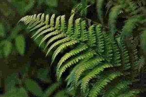 Will-Roundup-Kill-Ferns