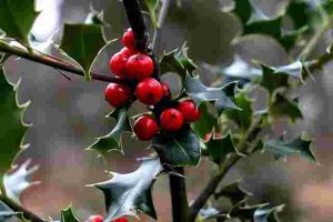 Will-Roundup-Kill-Holly-Shrubs