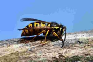 Will-Gasoline-Kill-Wasps