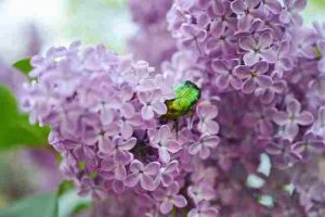 Will-Roundup-Kill-Lilac-Bush