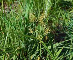 Will-Roundup-Kill-Nutsedge