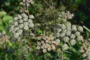 Will-Roundup-Kill-Poison-Hemlock