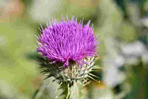 Will-Roundup-Kill-Thistles