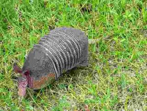 Will-Gasoline-Kill-Armadillos