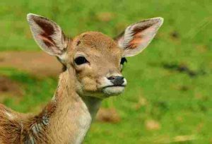 Is-diervilla-Deer-Resistant