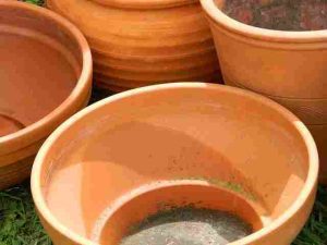 can-you-grow-wildflowers-in-pots