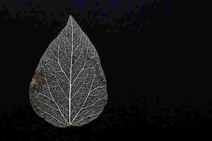 why-is-my-pothos-wilting