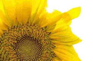 Why-Is-My-mango tree-Not-Flowering