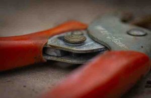 When-To-Prune-lemon verbena