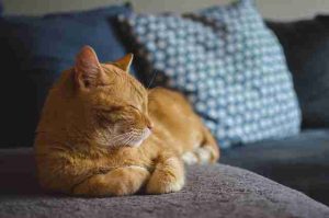 Is-soybean oil-Toxic-To-Cats