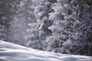 Will-crimson clover-Survive-Winter