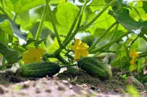Common-Nutrient-Deficiencies-In-Cucumber-Plants