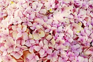 How-To-Prune-Hydrangeas