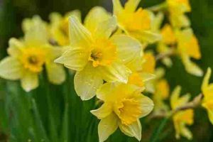 Are-Daffodils-Deer-Resistant