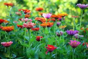 What-Colors-Do-Zinnias-Come-In