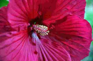 How-To-Protect-Hibiscus-Plants-During-Winter