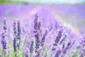 Can-Lavender-Survive-Winter