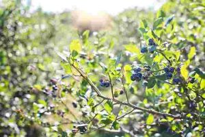The-Best-Mulching-Practices-For-Blueberry-Bushes