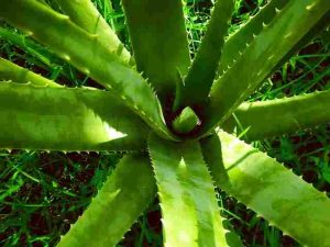 How-To-Propagate-Pothos-Plants