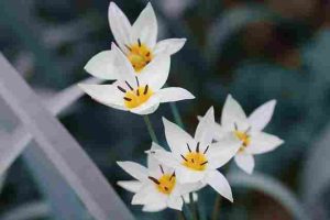 Are-Tulips-Annual-Or-Perennial