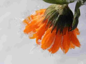 Do-Marigolds-Attract-Pollinators