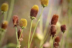 Do-Coneflowers-Spread-Or-Stay Compact
