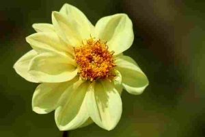 When-Is-The-Best-Time-To-Plant-Dahlias