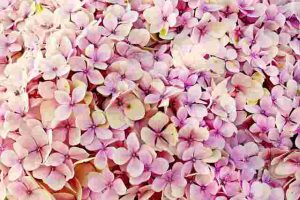 Can-Hydrangeas-Grow-In-Shade