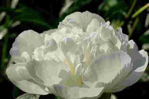 How-Long-Do-Peonies-Bloom