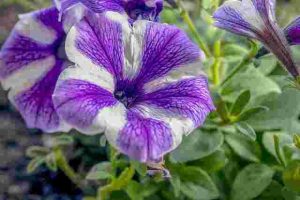 Are-Petunias-Toxic-To-Dogs-And-Cats