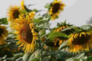 How-Tall-Do-Sunflowers-Grow
